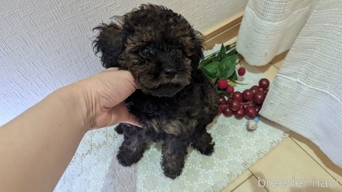 成約済の広島県のタイニープードル-325921の27枚目
