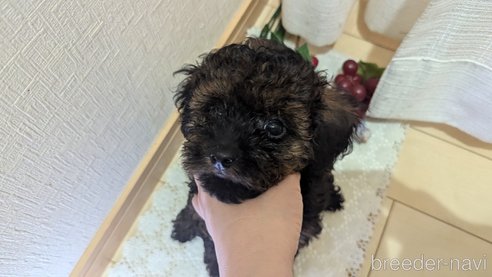 成約済の広島県のタイニープードル-325921の22枚目