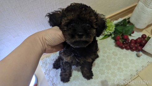 成約済の広島県のタイニープードル-325921の20枚目