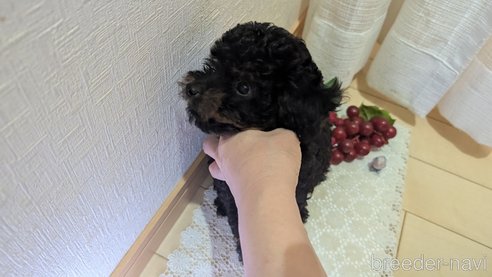 成約済の広島県のタイニープードル-325919の8枚目