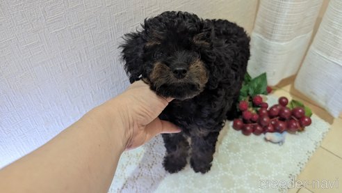 成約済の広島県のタイニープードル-325919の6枚目