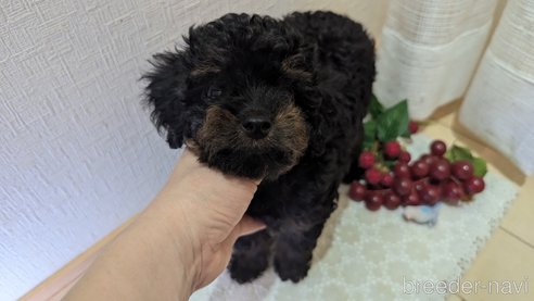 成約済の広島県のタイニープードル-325919の2枚目