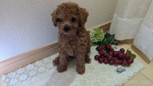 成約済の広島県のタイニープードル-325925の74枚目