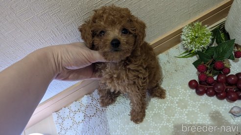 成約済の広島県のタイニープードル-325925の71枚目