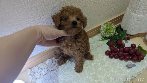成約済の広島県のタイニープードル-325925の72枚目