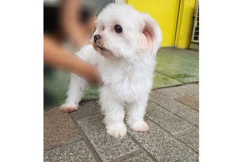 ミシェルちゃん1枚目