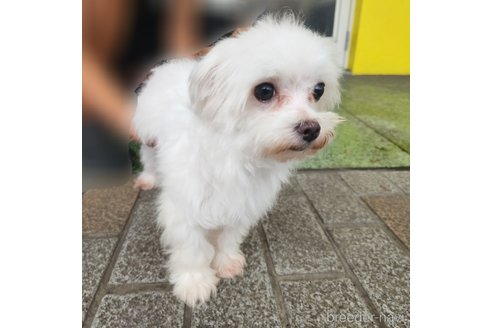 ミシェルちゃん1枚目
