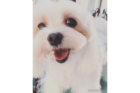 大福くん1枚目