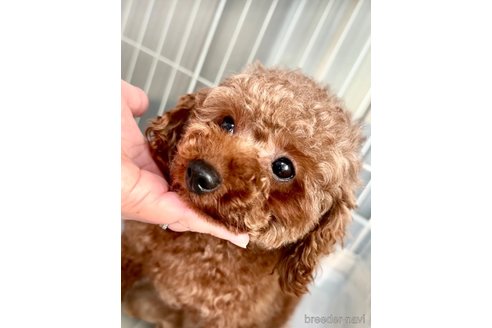ミラちゃん1枚目