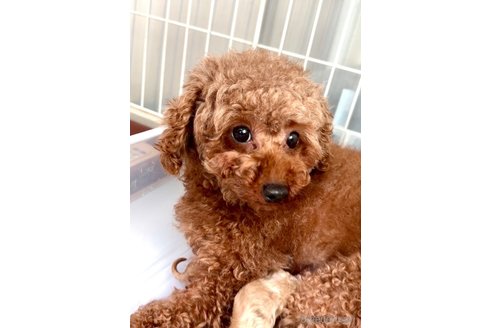 ミラちゃん1枚目