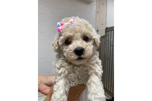成約済の愛知県のビションプー:ビションフリーゼ×トイプードル-338312