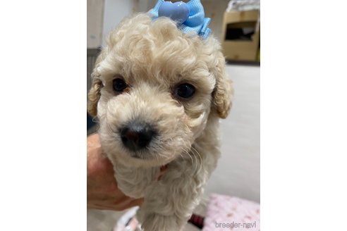成約済の愛知県のビションプー:ビションフリーゼ×トイプードル-338314の3枚目