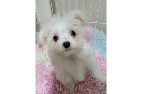 成約済の千葉県のチワマル:チワワ×マルチーズ-330473の1枚目