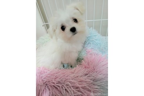 成約済の千葉県のチワマル:チワワ×マルチーズ-330473の7枚目