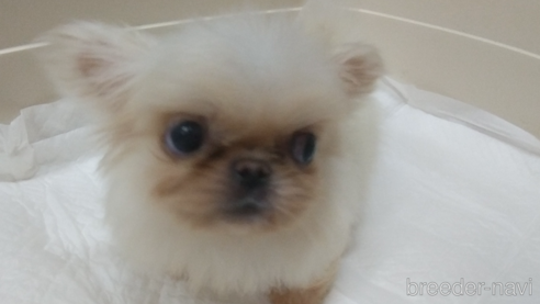 成約済の愛知県のペキニーズ-323223の2枚目