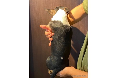 成約済の茨城県のミニチュアブルテリア-338327の9枚目