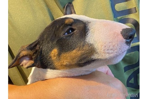 成約済の茨城県のミニチュアブルテリア-338327の5枚目