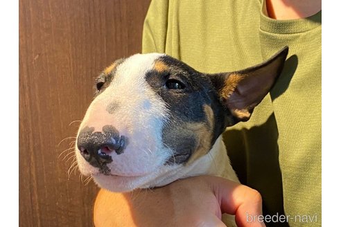 成約済の茨城県のミニチュアブルテリア-338327の1枚目