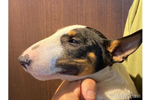 成約済の茨城県のミニチュアブルテリア-338327の7枚目