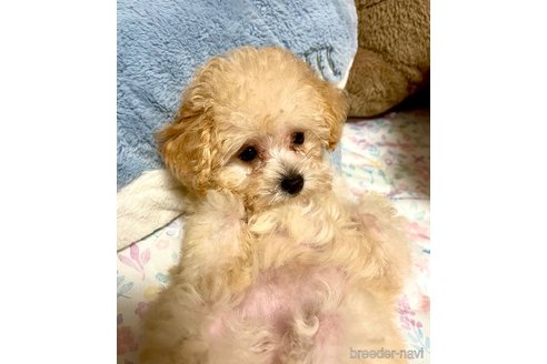 成約済の東京都のミックス犬-329634の68枚目