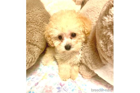 成約済の東京都のミックス犬-329634の67枚目