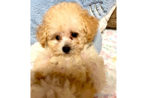 成約済の東京都のミックス犬-329634の65枚目