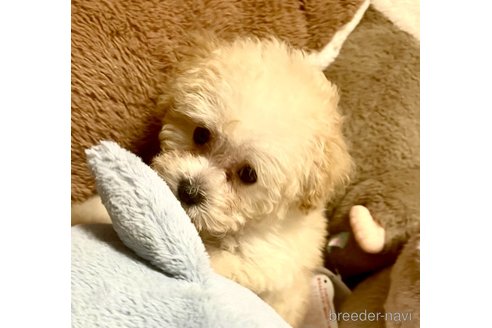 成約済の東京都のミックス犬-329634の64枚目