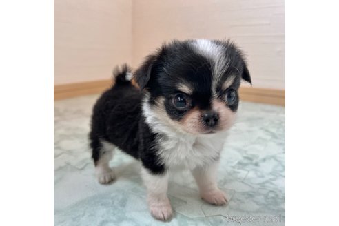 成約済の香川県のチワワ(ロングコート)-338357の10枚目