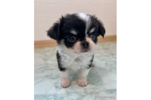 成約済の香川県のチワワ(ロングコート)-338357の11枚目