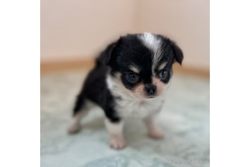 成約済の香川県のチワワ(ロングコート)-338357の5枚目