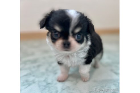 成約済の香川県のチワワ(ロングコート)-338357の2枚目