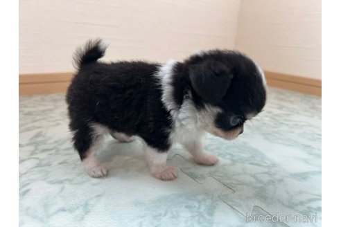 成約済の香川県のチワワ(ロングコート)-338357の3枚目