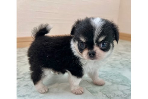 成約済の香川県のチワワ(ロングコート)-338357の4枚目
