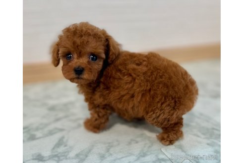 成約済の香川県のタイニープードル-338363の2枚目