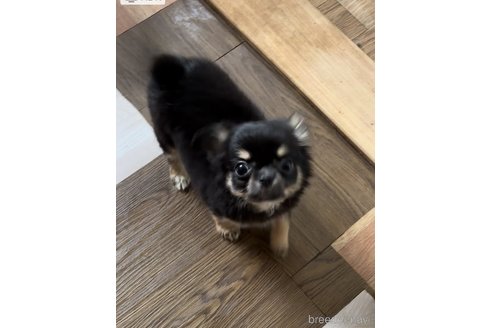 成約済の青森県のチワワ(ロングコート)-331335の6枚目