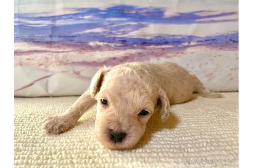 成約済の熊本県のマルプー:マルチーズ×トイプードル-338371の12枚目