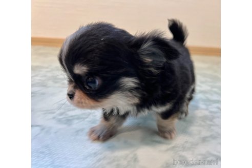 成約済の香川県のチワワ(ロングコート)-335282の8枚目