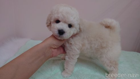 成約済の愛媛県のトイプードル-338407の4枚目