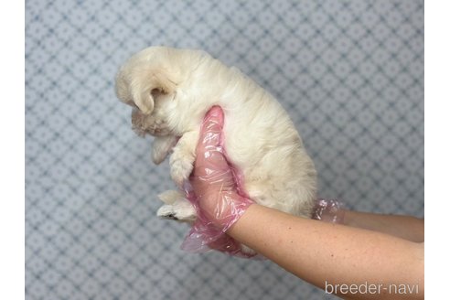 成約済の東京都のチワマル:チワワ×マルチーズ-338432の3枚目