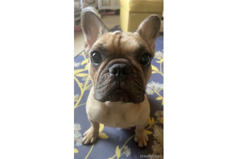麦茶ちゃん1枚目