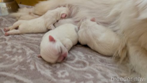 成約済の熊本県のペキニーズ-338453の22枚目