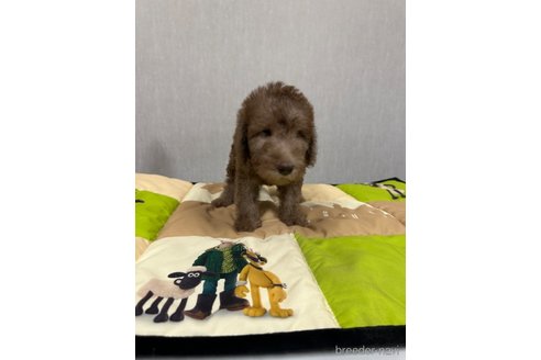 成約済の滋賀県のベドリントンテリア-338460の3枚目