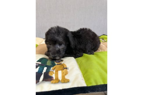 成約済の滋賀県のベドリントンテリア-338462の3枚目