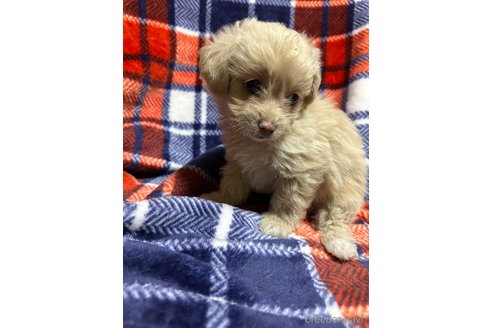 成約済の福岡県のチワプー:チワワ×トイプードル-329639の6枚目