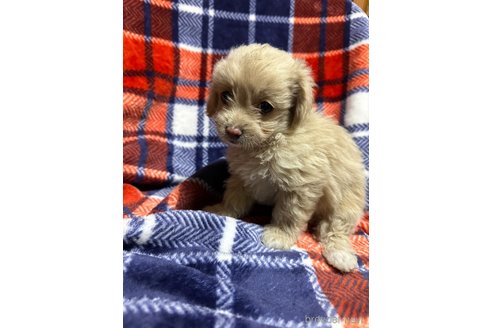 成約済の福岡県のチワプー:チワワ×トイプードル-329639の7枚目