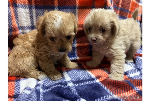 成約済の福岡県のチワプー:チワワ×トイプードル-329639の3枚目