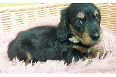 成約済の和歌山県のミニチュアダックスフンド(ロングヘアード)-335202の4枚目