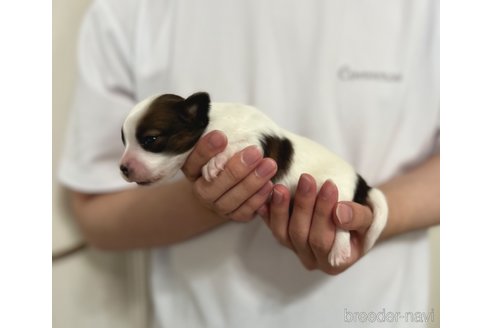 成約済の埼玉県のパピヨン-337769の23枚目