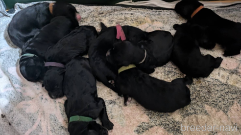 成約済の滋賀県のミックス犬-338491の1枚目