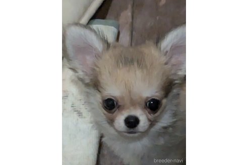 成約済の埼玉県のチワワ(ロングコート)-338517の4枚目